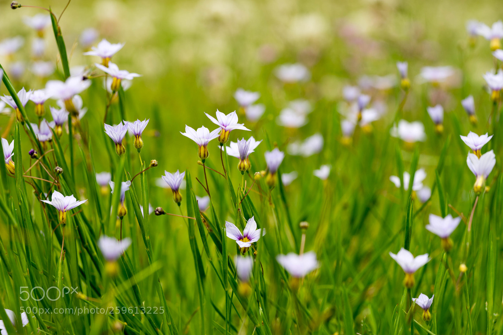 Sony a7 sample photo. Little flowers photography