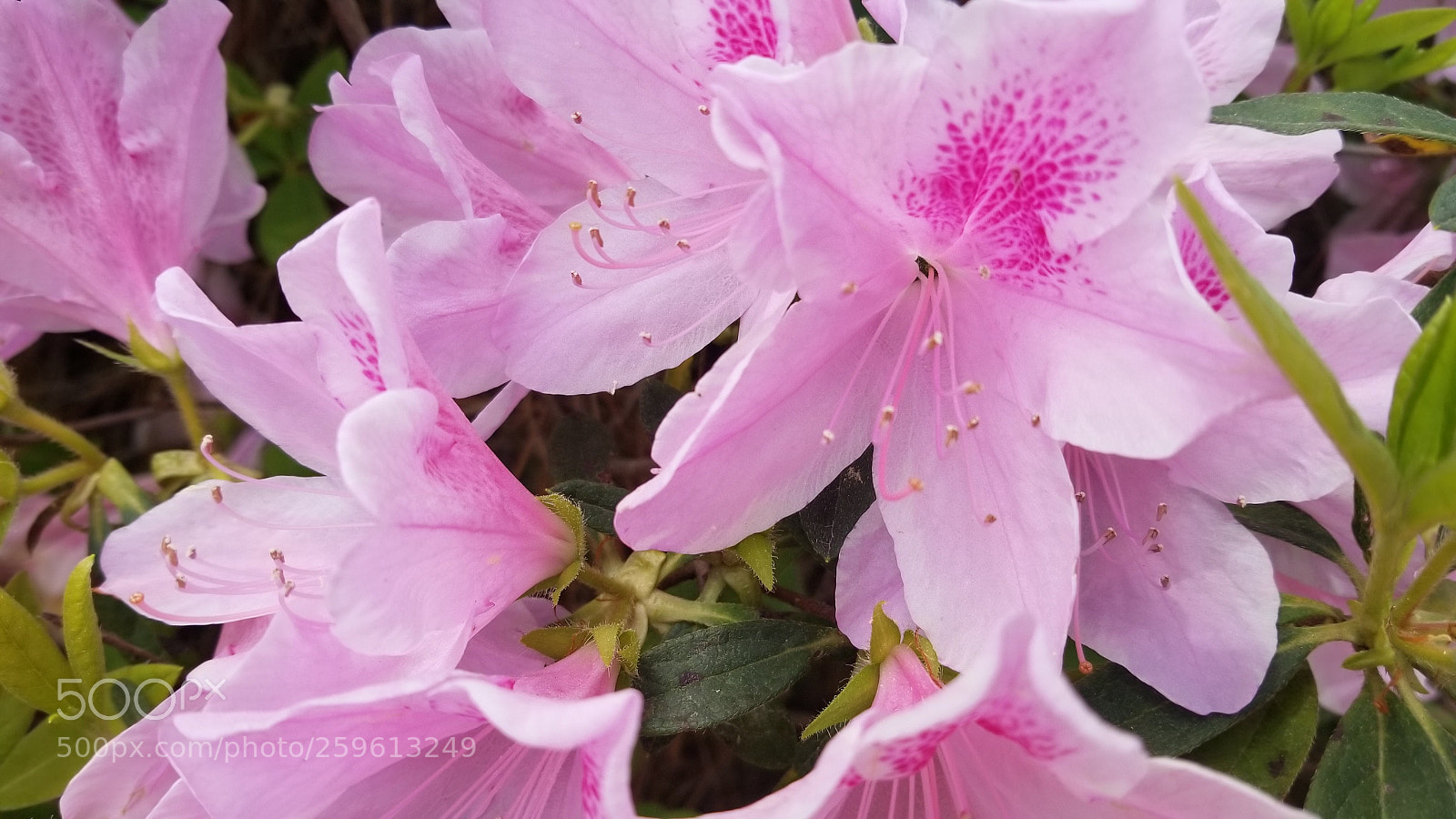Samsung Galaxy S8+ sample photo. Untitled photography