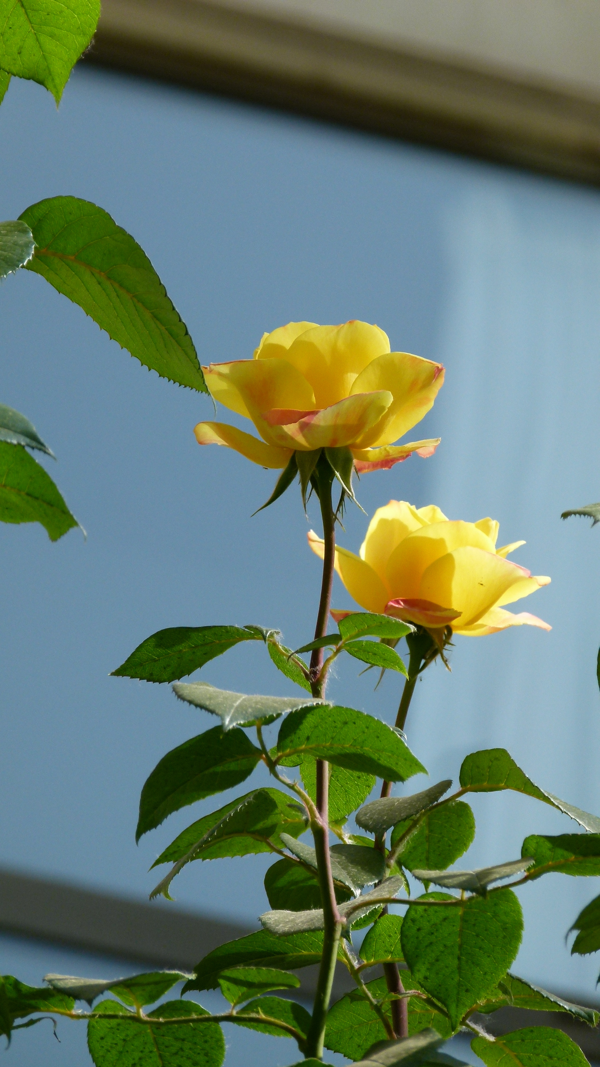 Leica V-Lux 2 sample photo