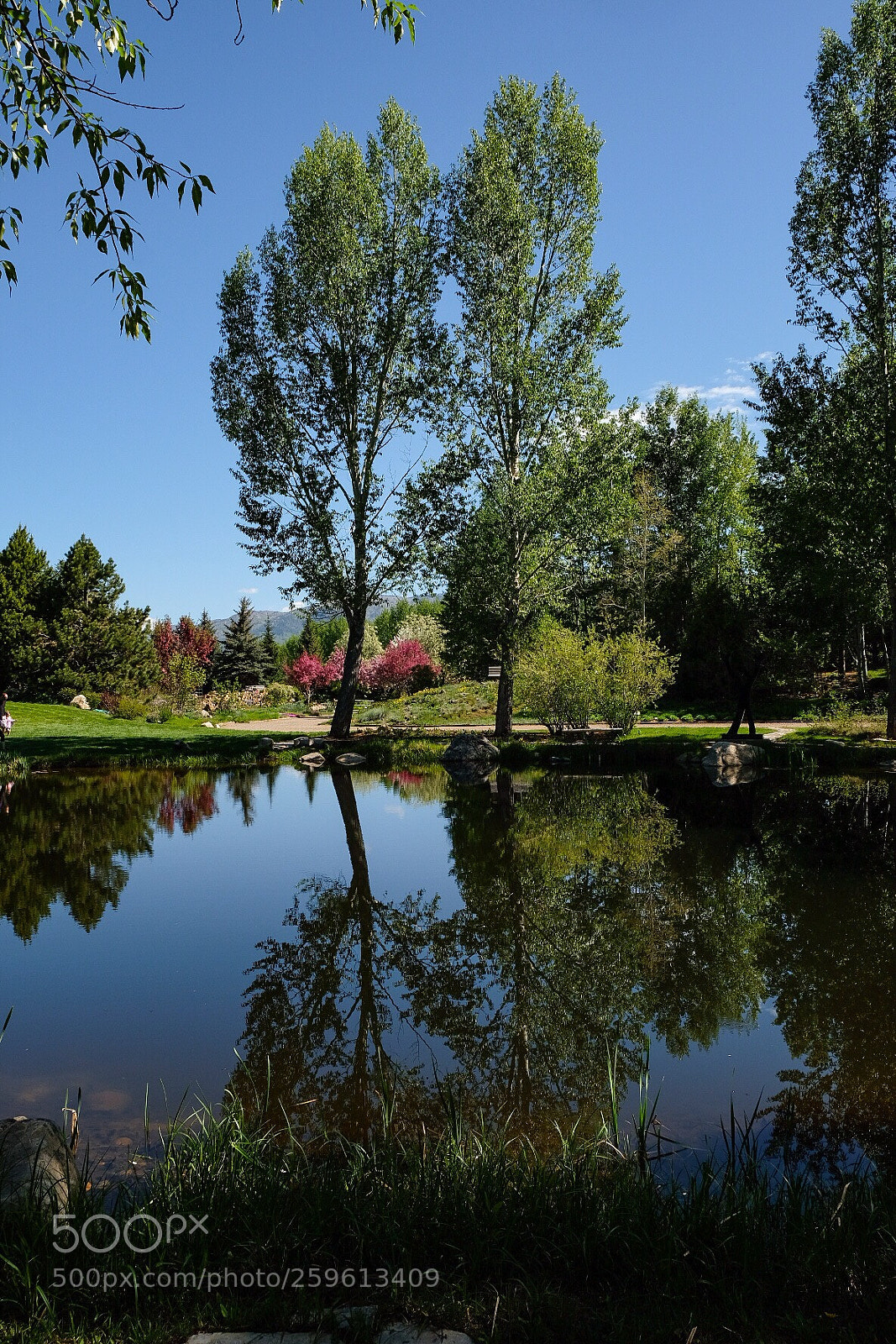 Fujifilm X-H1 sample photo. Botanic garden,steamboat springs, co photography