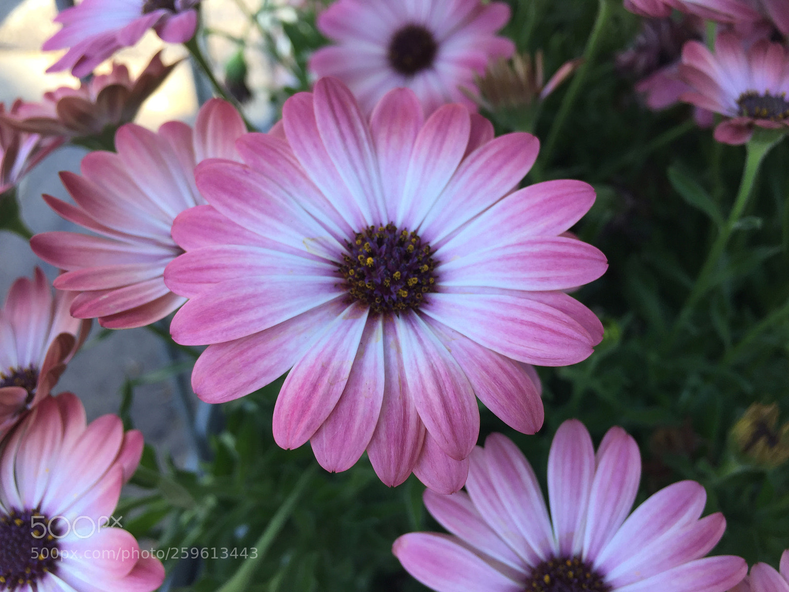 Apple iPhone 6 Plus sample photo. Bright eyes photography