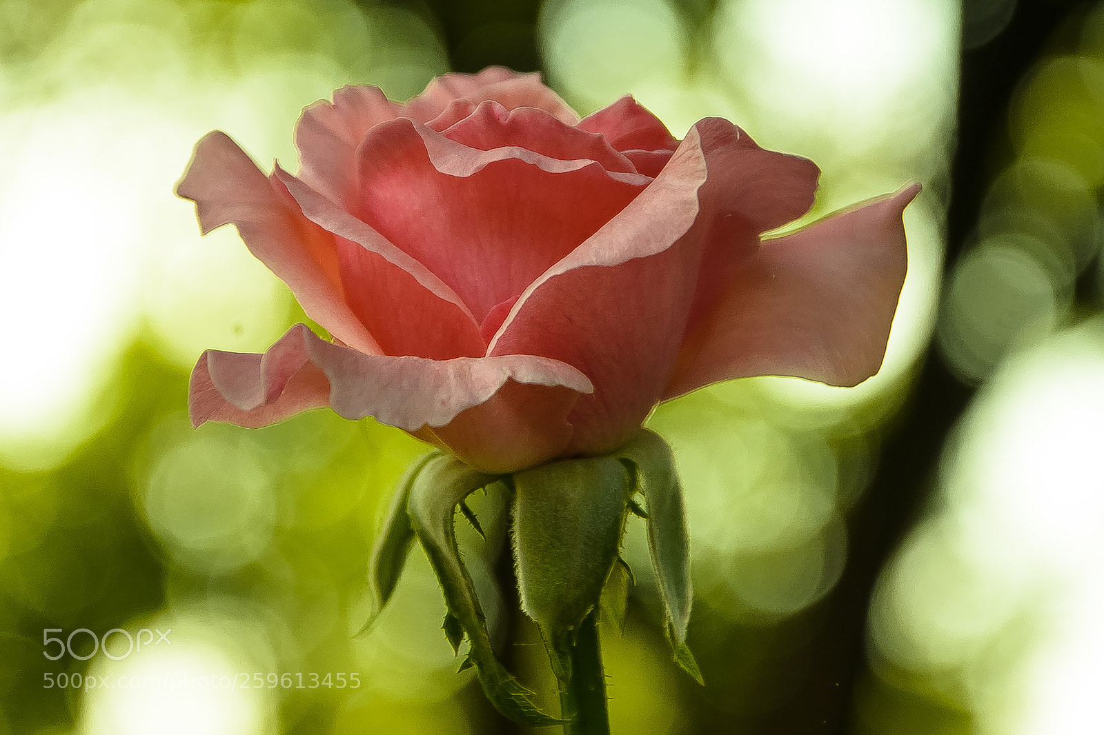 Nikon D7000 sample photo. A soaring rose!! photography
