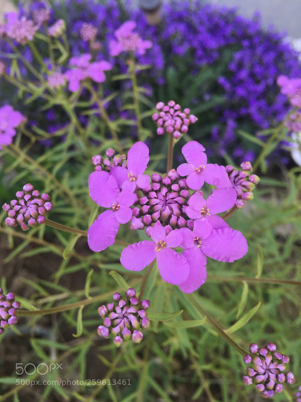 Apple iPhone 6s Plus sample photo. Untitled photography