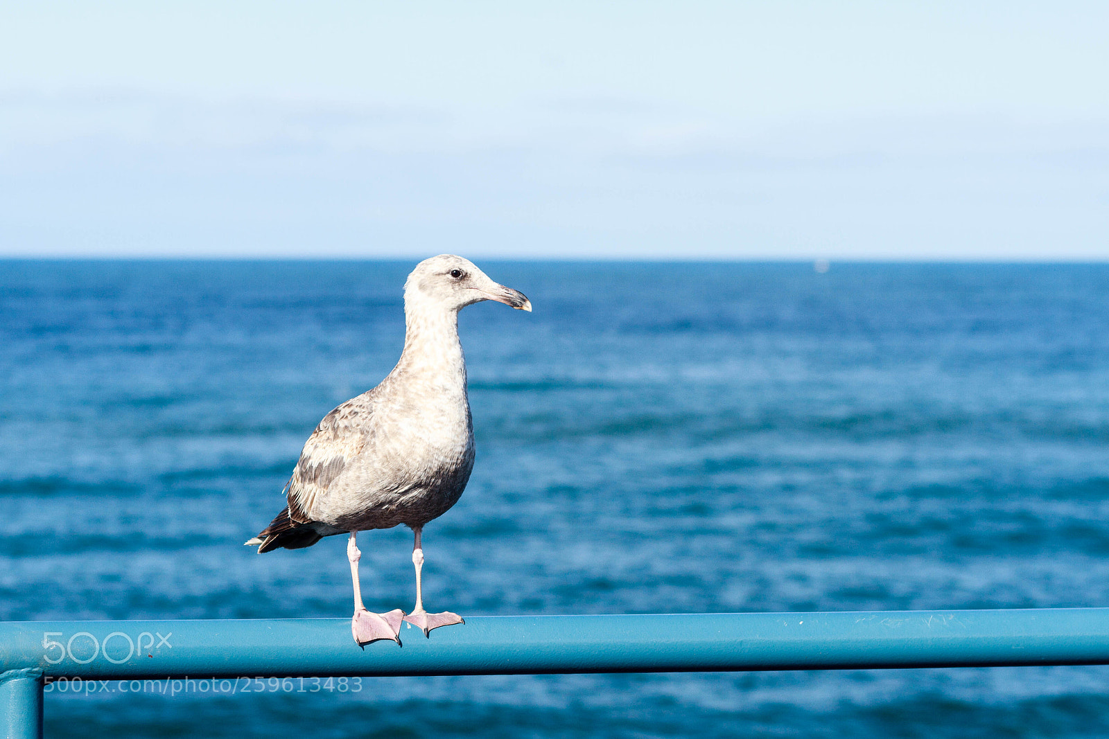 Canon EOS 7D sample photo. Sea gull on santa photography