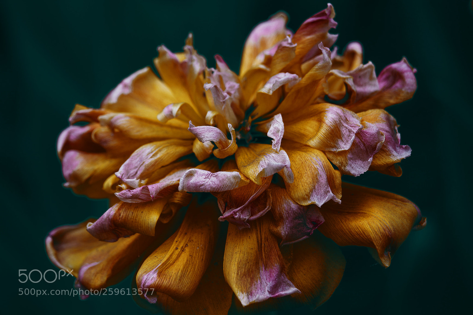 Canon EOS 700D (EOS Rebel T5i / EOS Kiss X7i) sample photo. Floral fury photography