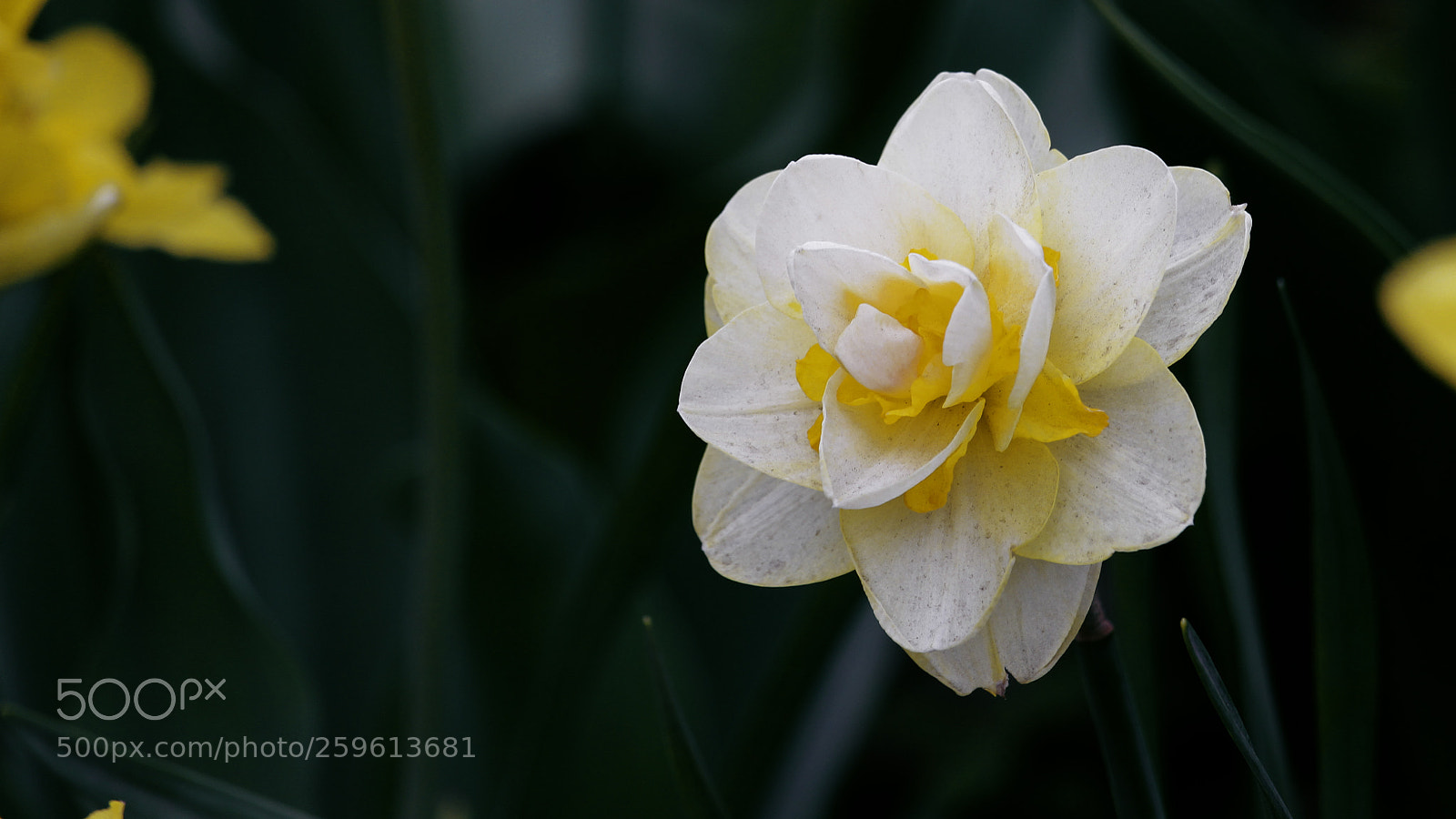 Canon EOS 700D (EOS Rebel T5i / EOS Kiss X7i) sample photo. Angelina photography