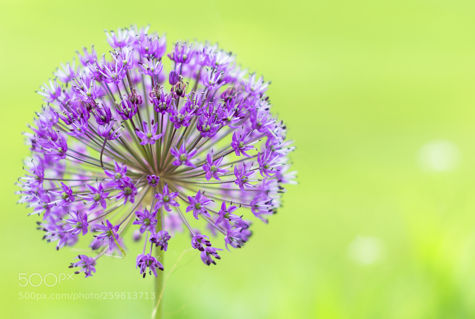 Nikon D3200 sample photo. Purple bloom photography