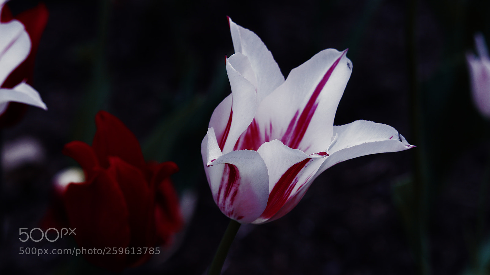 Canon EOS 700D (EOS Rebel T5i / EOS Kiss X7i) sample photo. Open arms photography