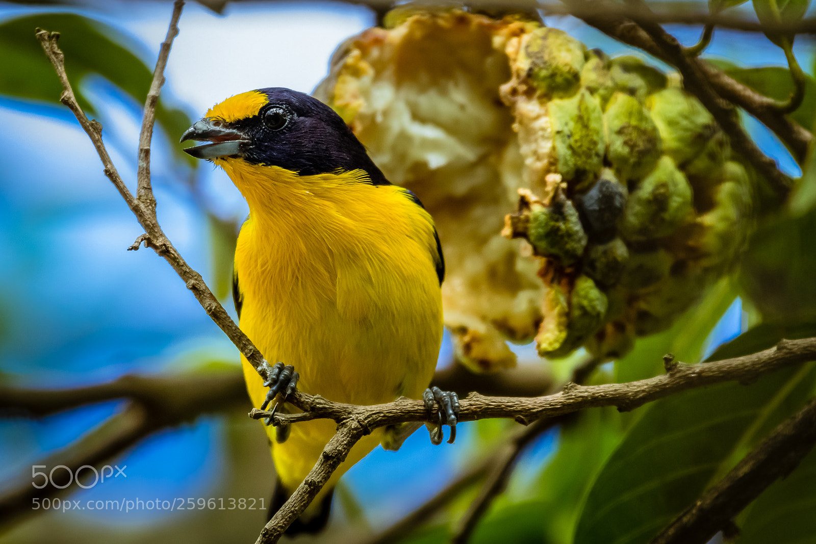 Canon EOS 7D Mark II sample photo. Euphonia violacea photography