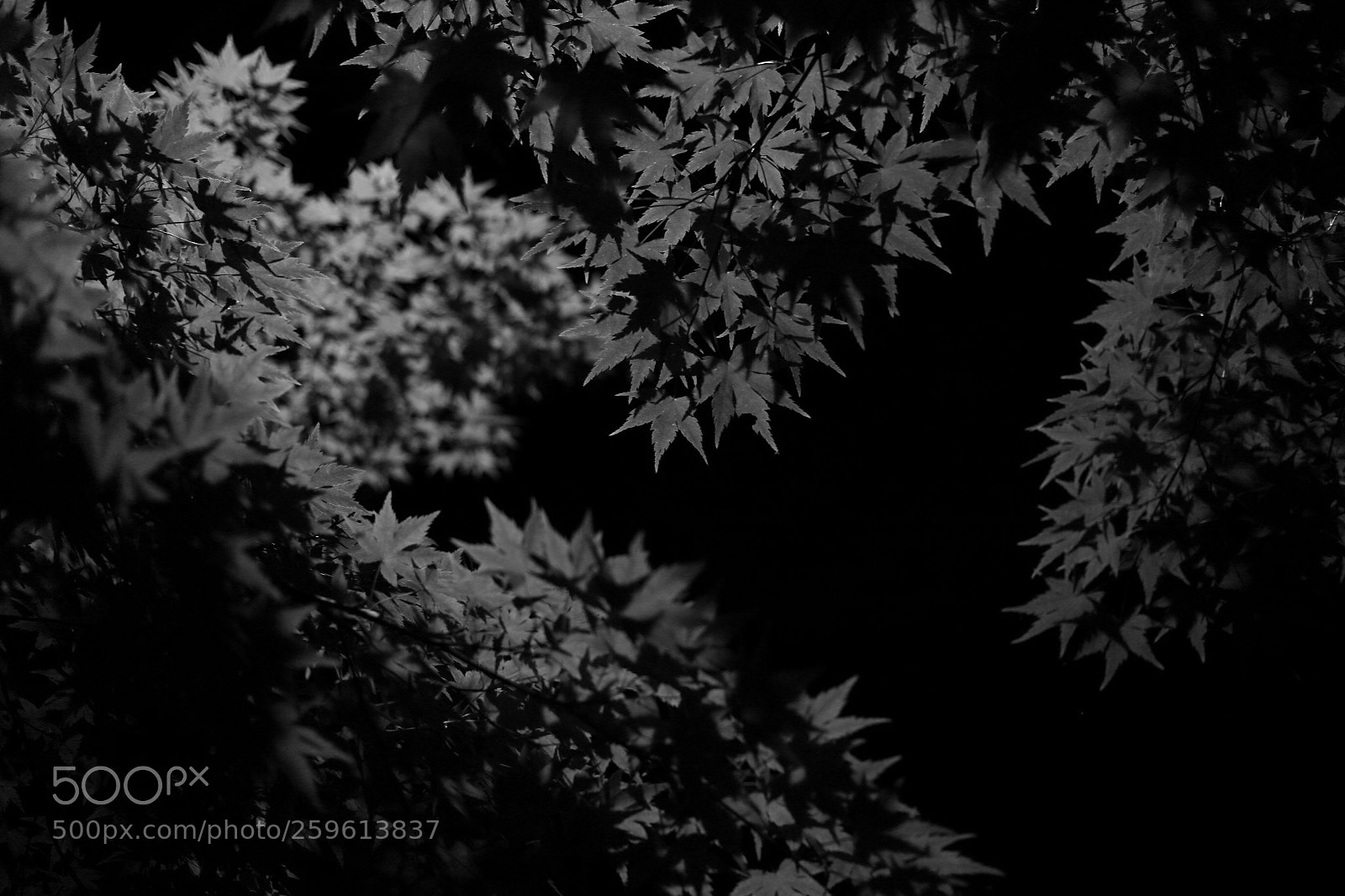 Canon EOS 6D + Canon EF 40mm F2.8 STM sample photo. For m photography