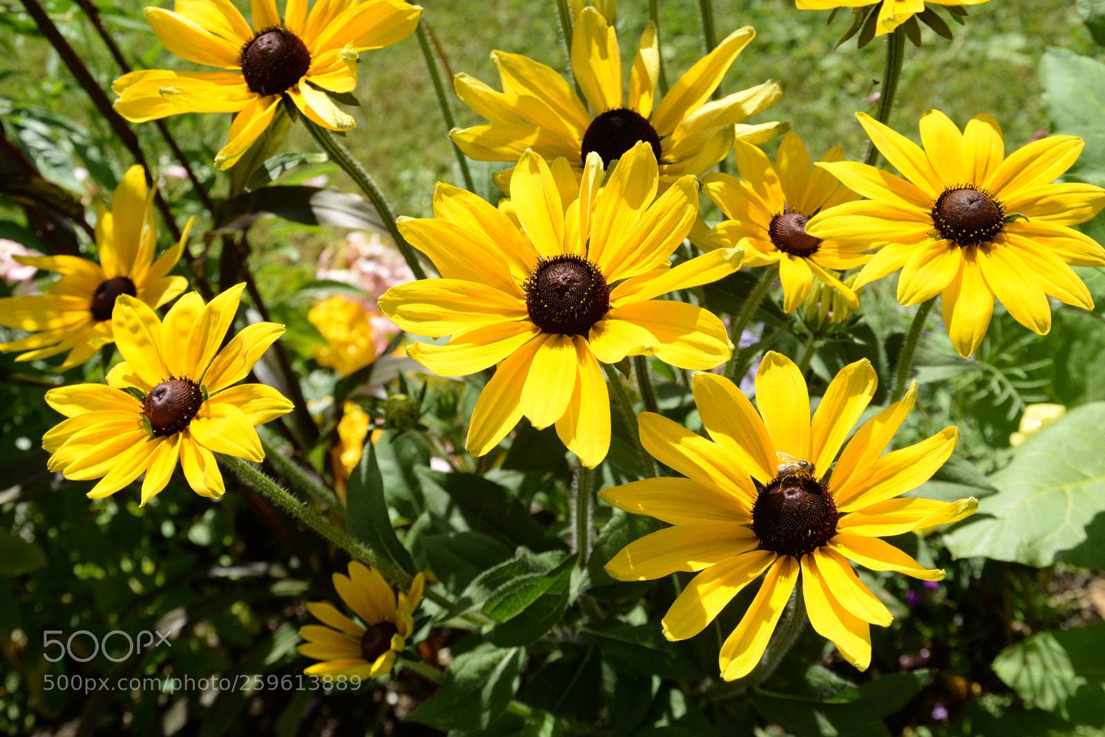 Nikon D610 sample photo. Flores photography