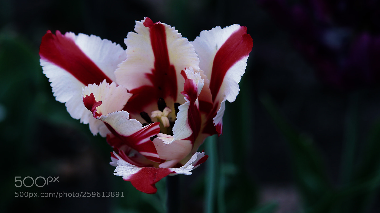 Canon EOS 700D (EOS Rebel T5i / EOS Kiss X7i) sample photo. Floral canada photography