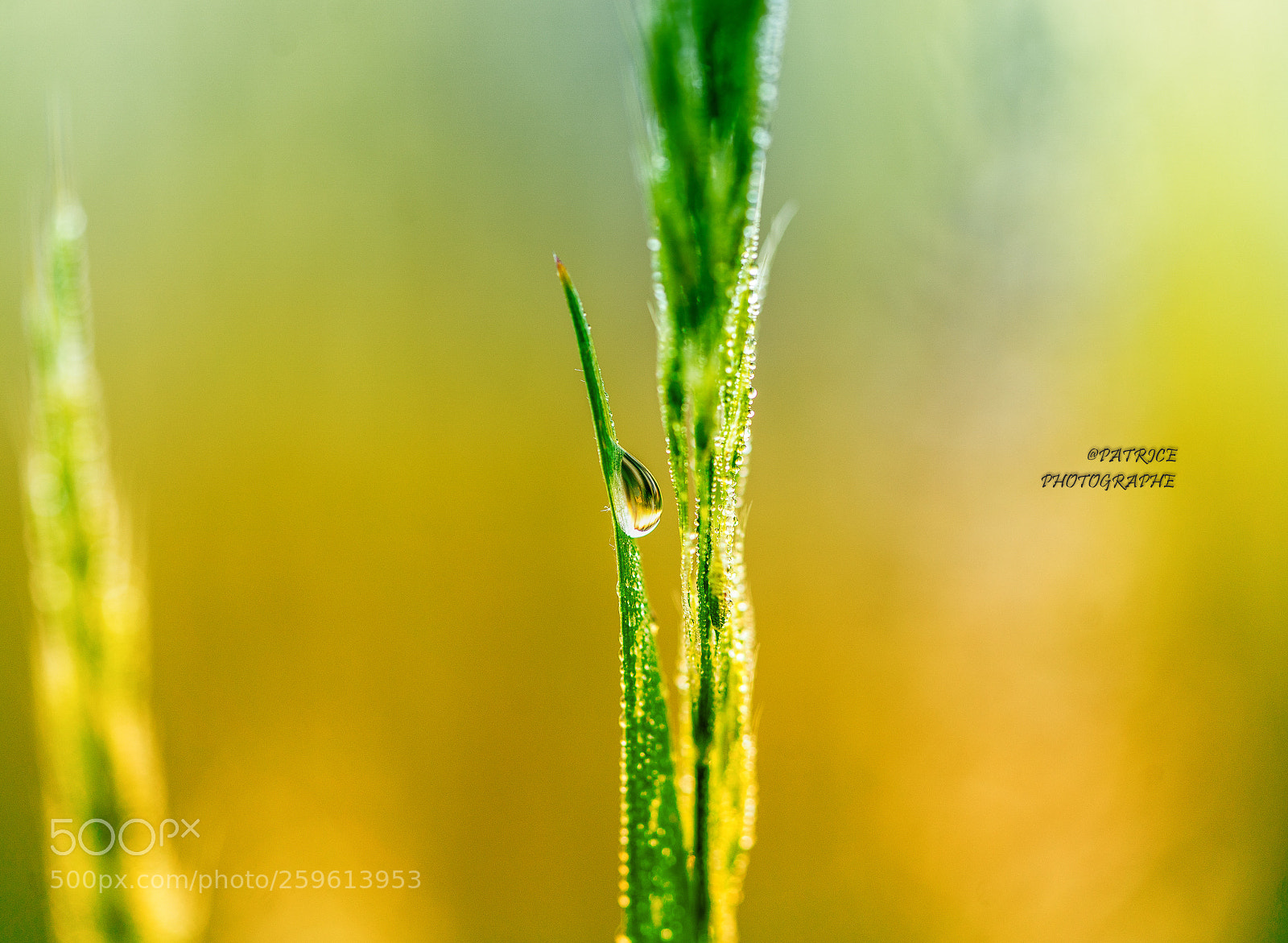 Sony a7R II sample photo. Drop alone... photography