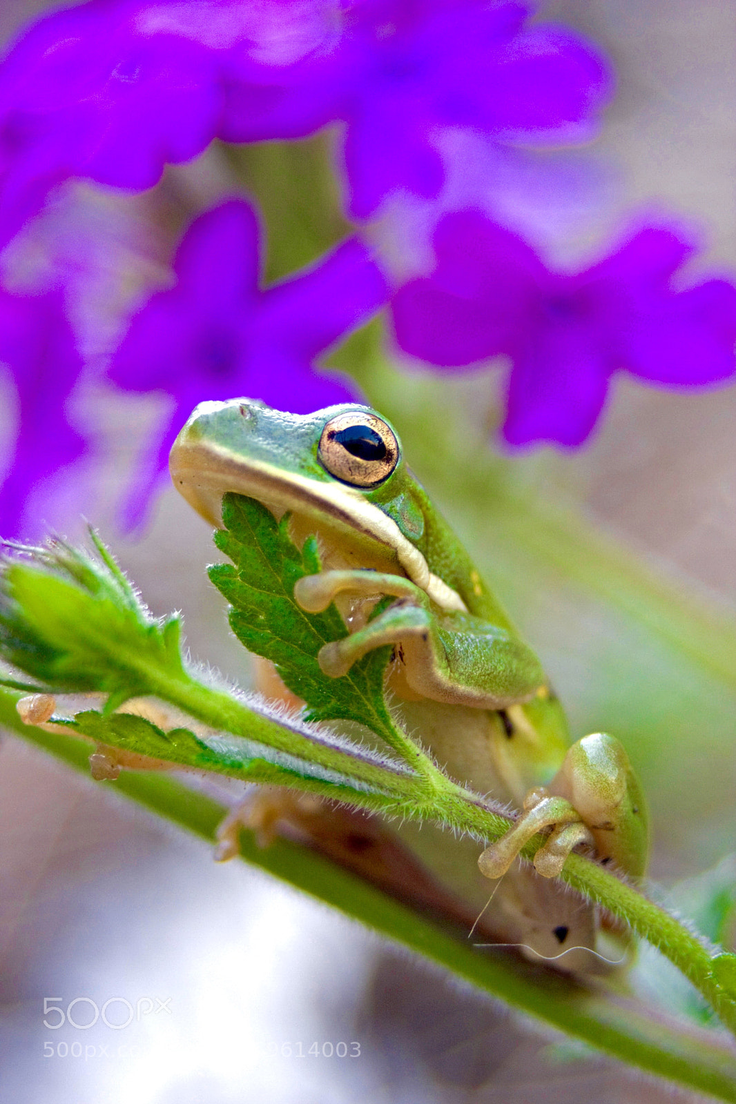 Canon EOS 40D sample photo. Lounging frog photography