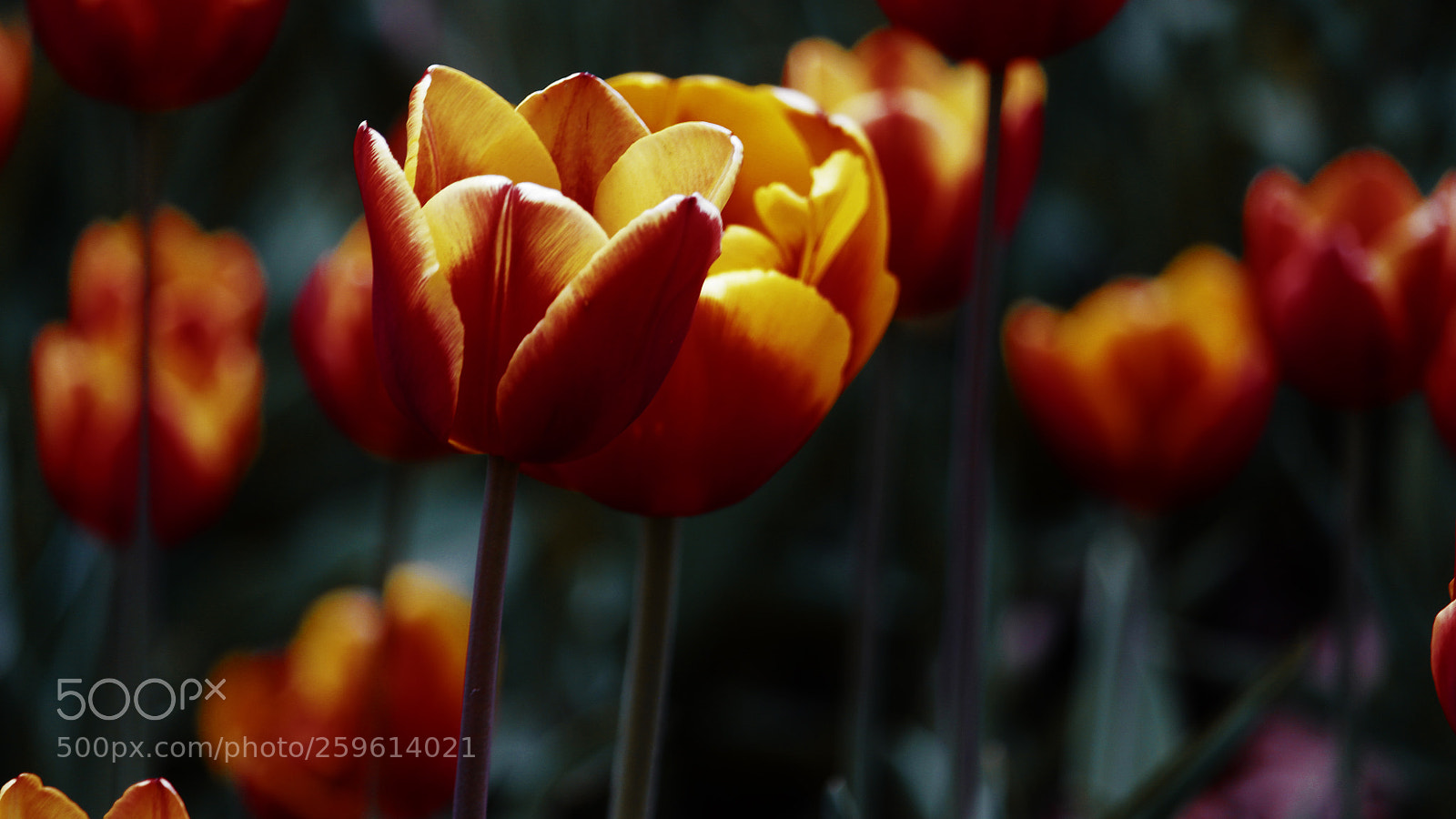 Canon EOS 700D (EOS Rebel T5i / EOS Kiss X7i) sample photo. The flame photography