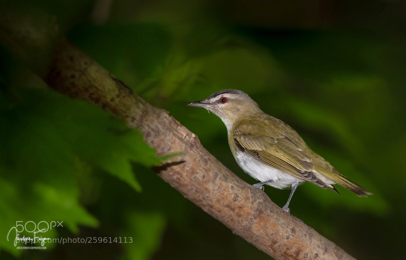 Nikon D750 sample photo. Red-eyed vireo photography