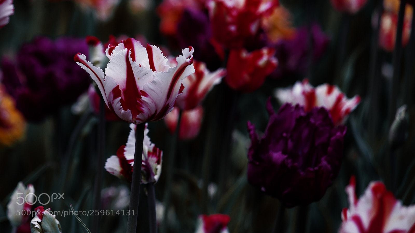 Canon EOS 700D (EOS Rebel T5i / EOS Kiss X7i) sample photo. Nice garden photography