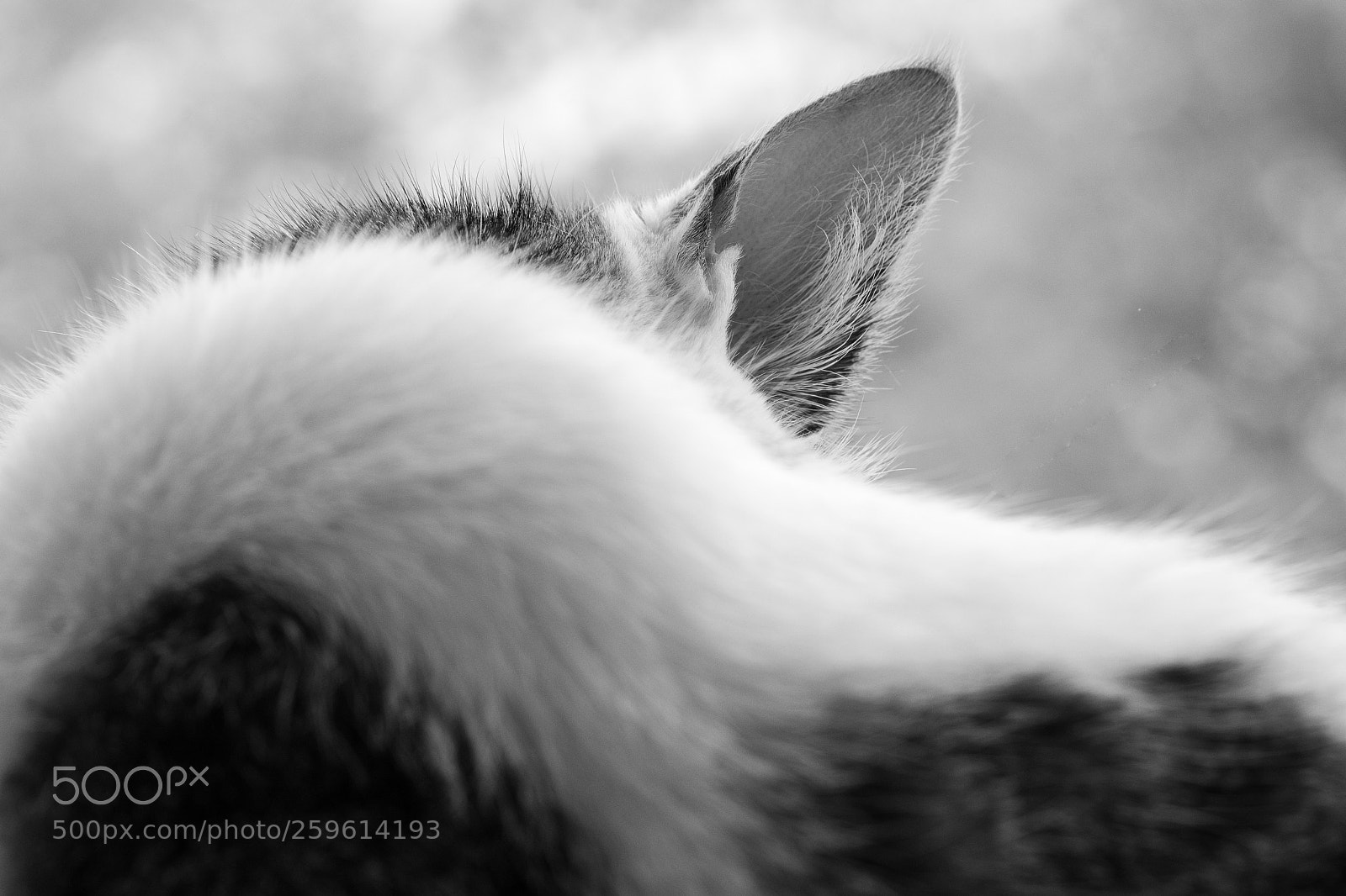 Nikon D7100 sample photo. Cat's ear photography
