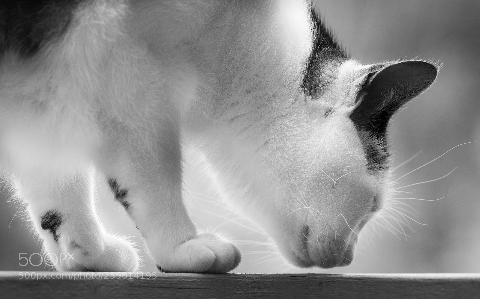 Nikon D7100 sample photo. Treading carefully photography