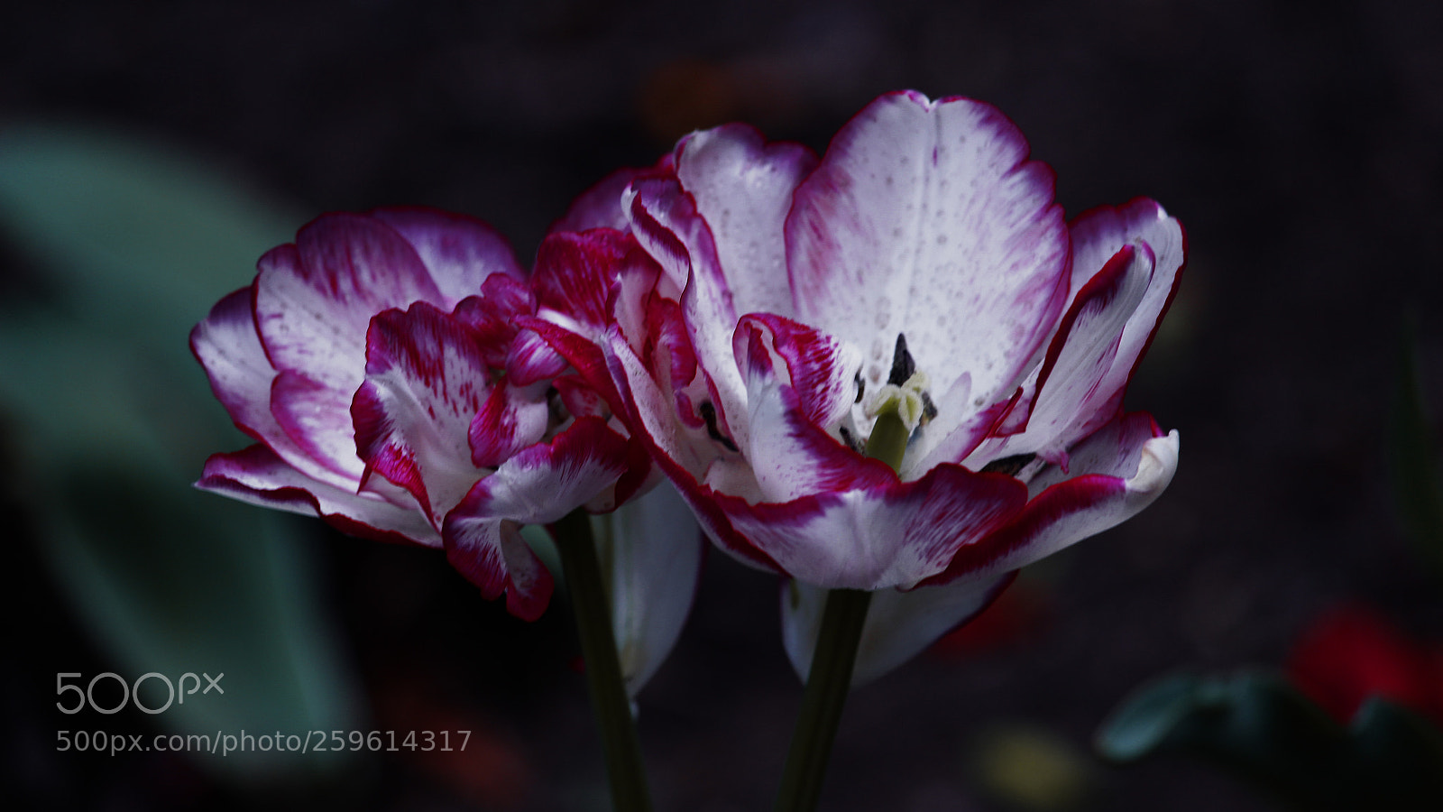 Canon EOS 700D (EOS Rebel T5i / EOS Kiss X7i) sample photo. The royal narcissist photography