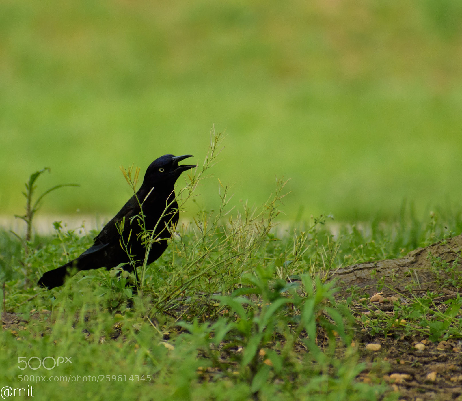 Nikon D7200 sample photo. Raven photography