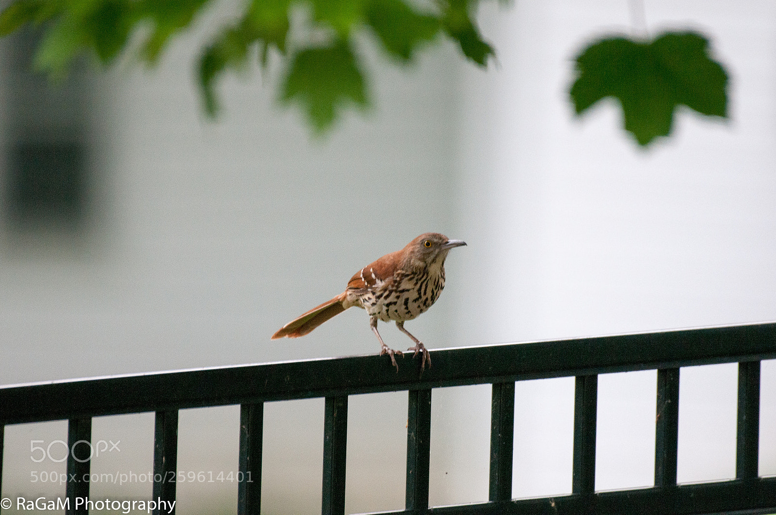 Nikon D300 sample photo. Brown thrasher photography