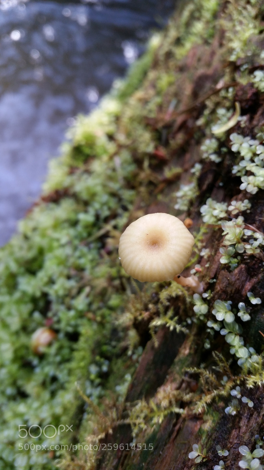 Samsung Galaxy S5 sample photo. Mushroom photography