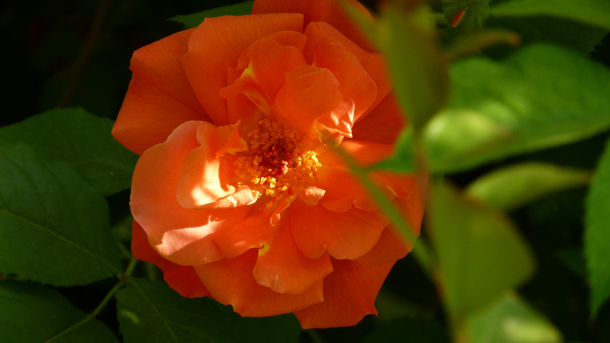Leica V-Lux 2 sample photo
