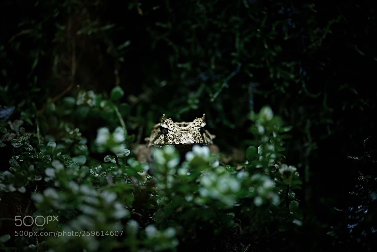 Nikon D600 sample photo. Malayan horned frog photography