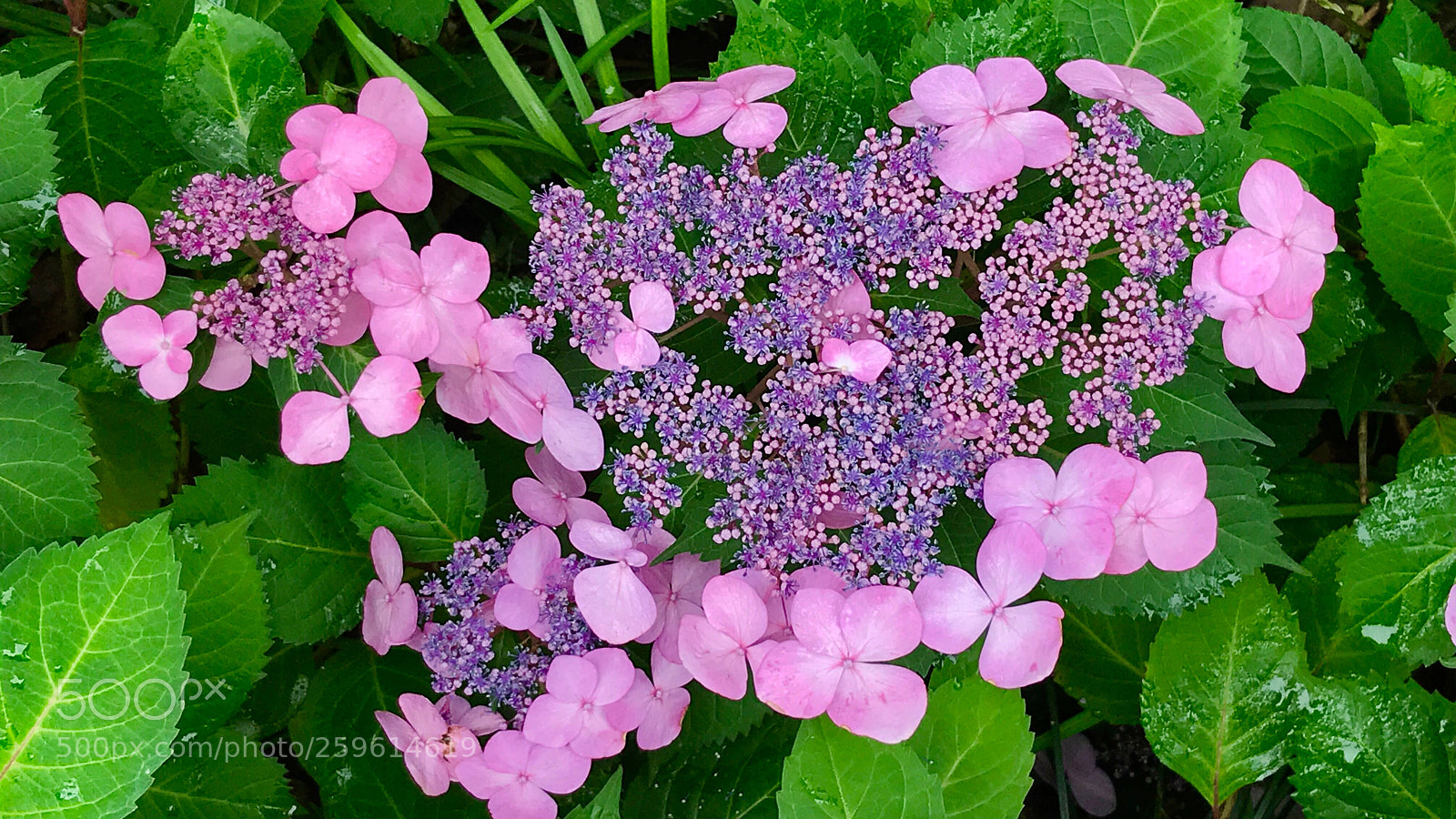 Apple iPhone 7 sample photo. Hydrangea 绣球花 photography