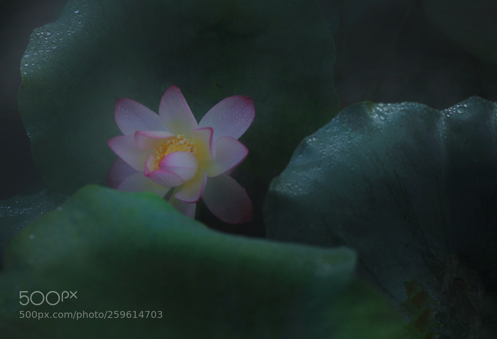 Canon EOS 5DS R sample photo. Dewdrop photography
