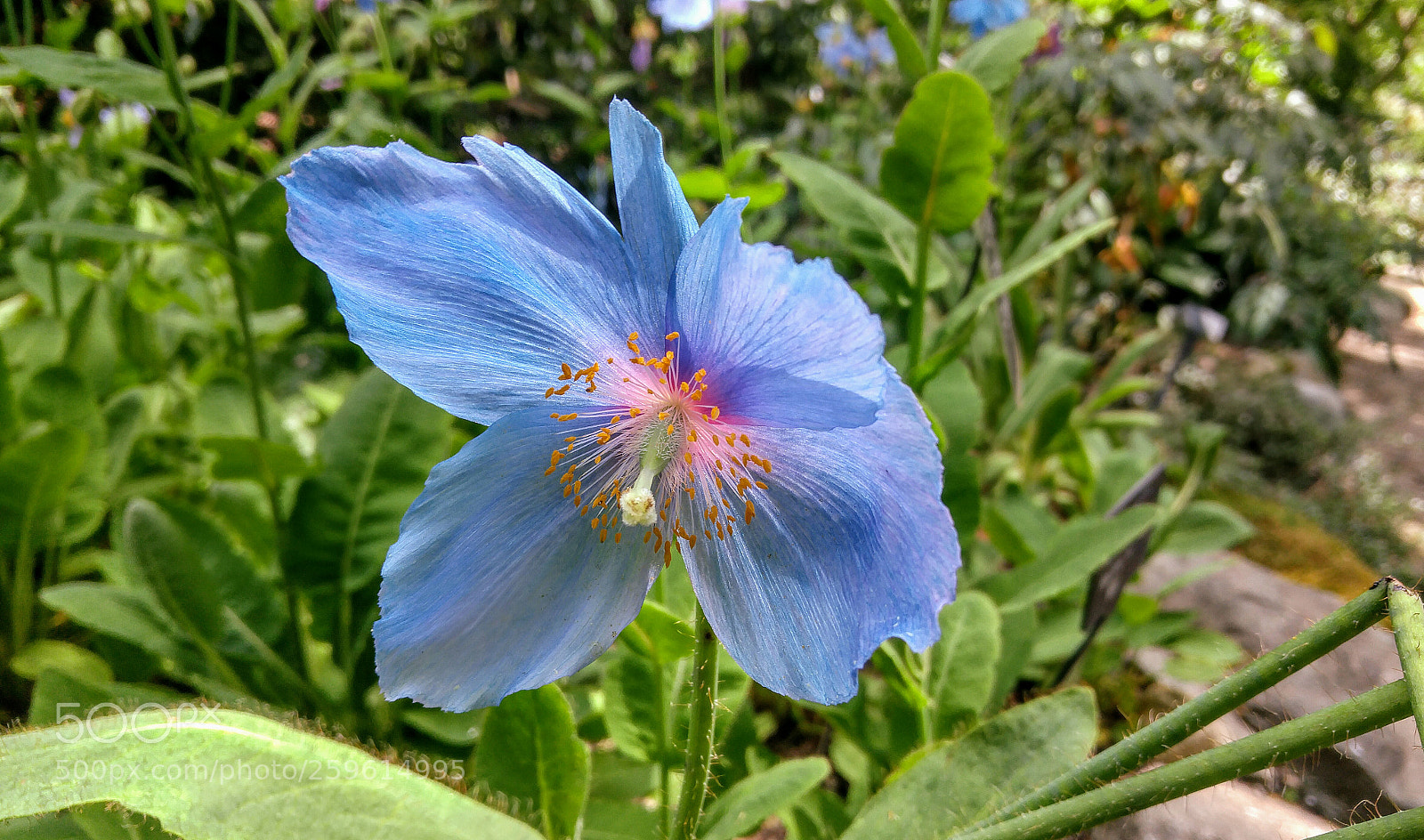 LG G4 sample photo. Blue poppy photography