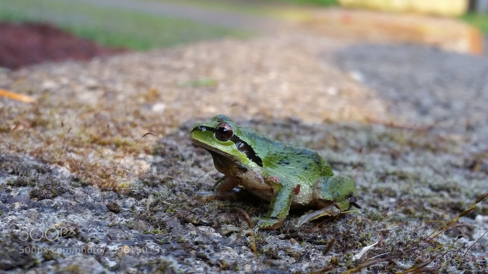 Samsung Galaxy S5 sample photo. Frog photography