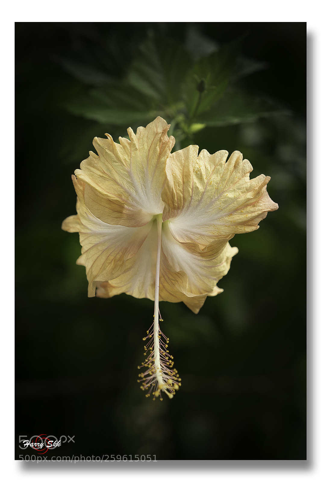 Sony a7 sample photo. Hibiscus photography