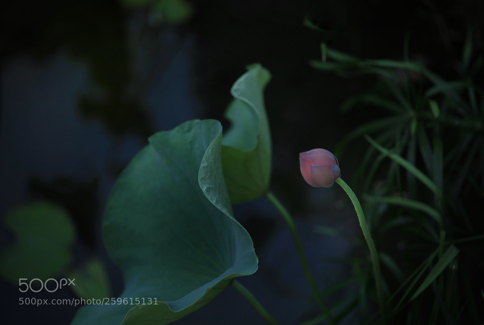 Canon EOS 5DS R sample photo. Following photography