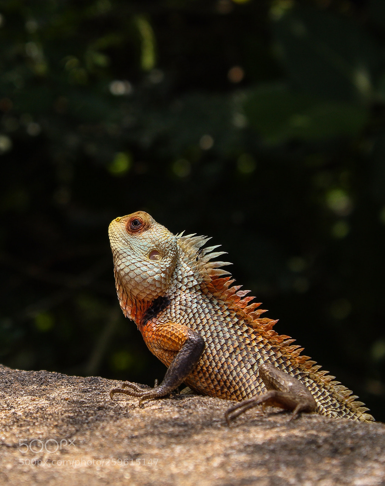 Canon EOS 1300D (EOS Rebel T6 / EOS Kiss X80) sample photo. Lizard photography