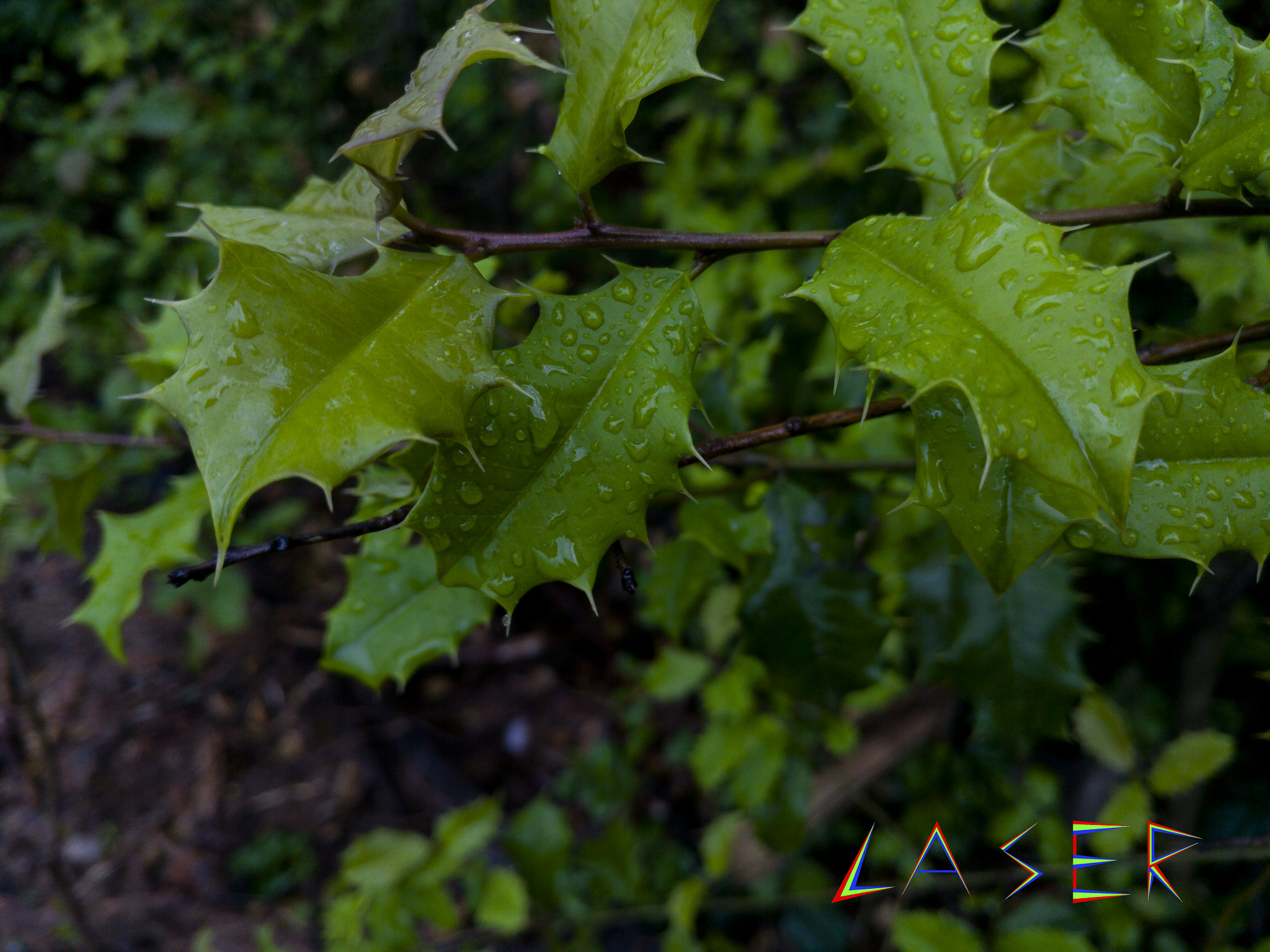 LG V20 sample photo. Wet leafs photography