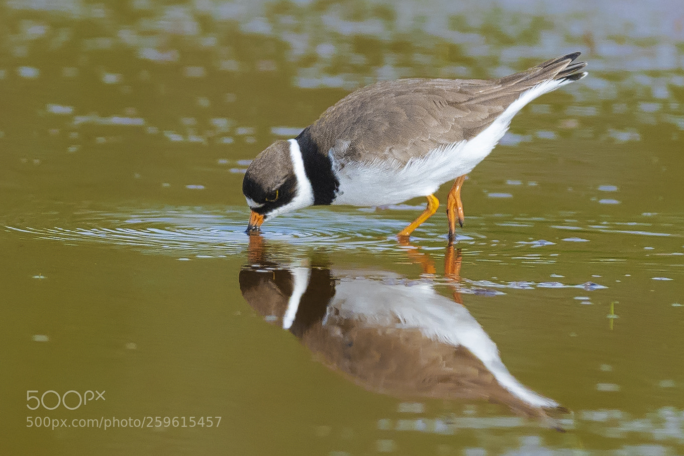 Nikon D850 sample photo. Semipalmated plover photography