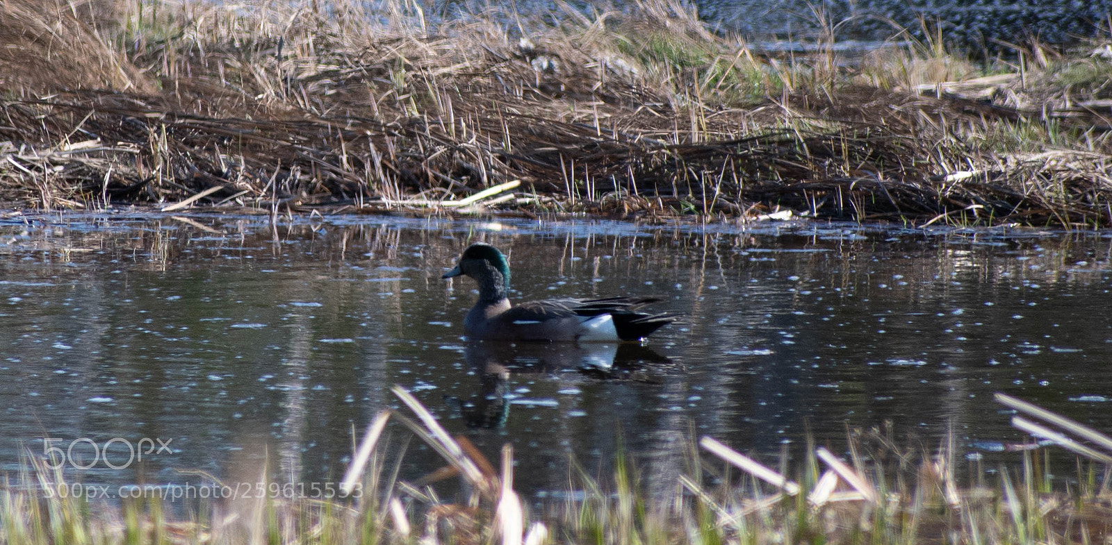 Nikon D7500 sample photo. Wild duck photography