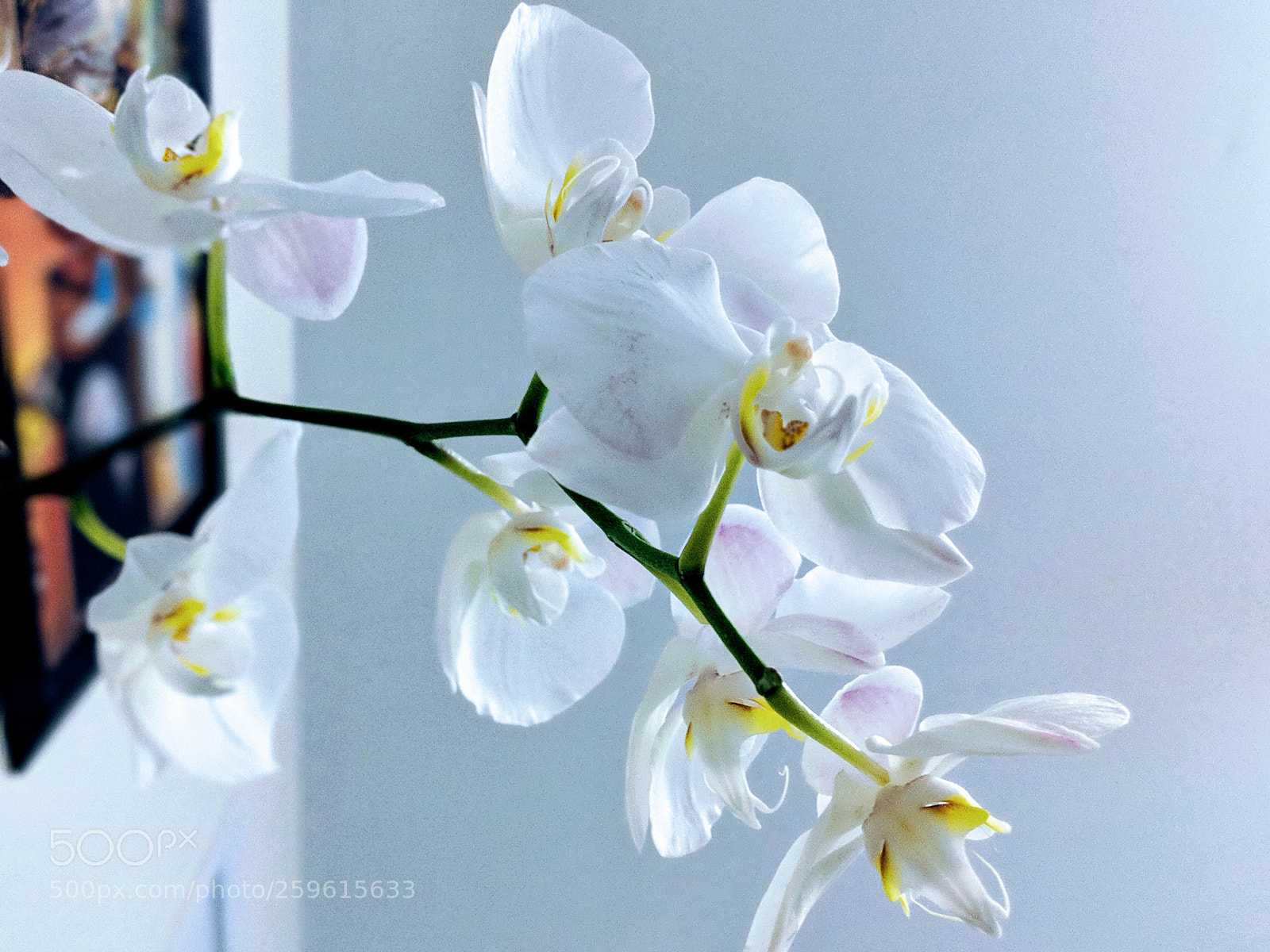 Google Pixel 2 XL sample photo. White orchid photography