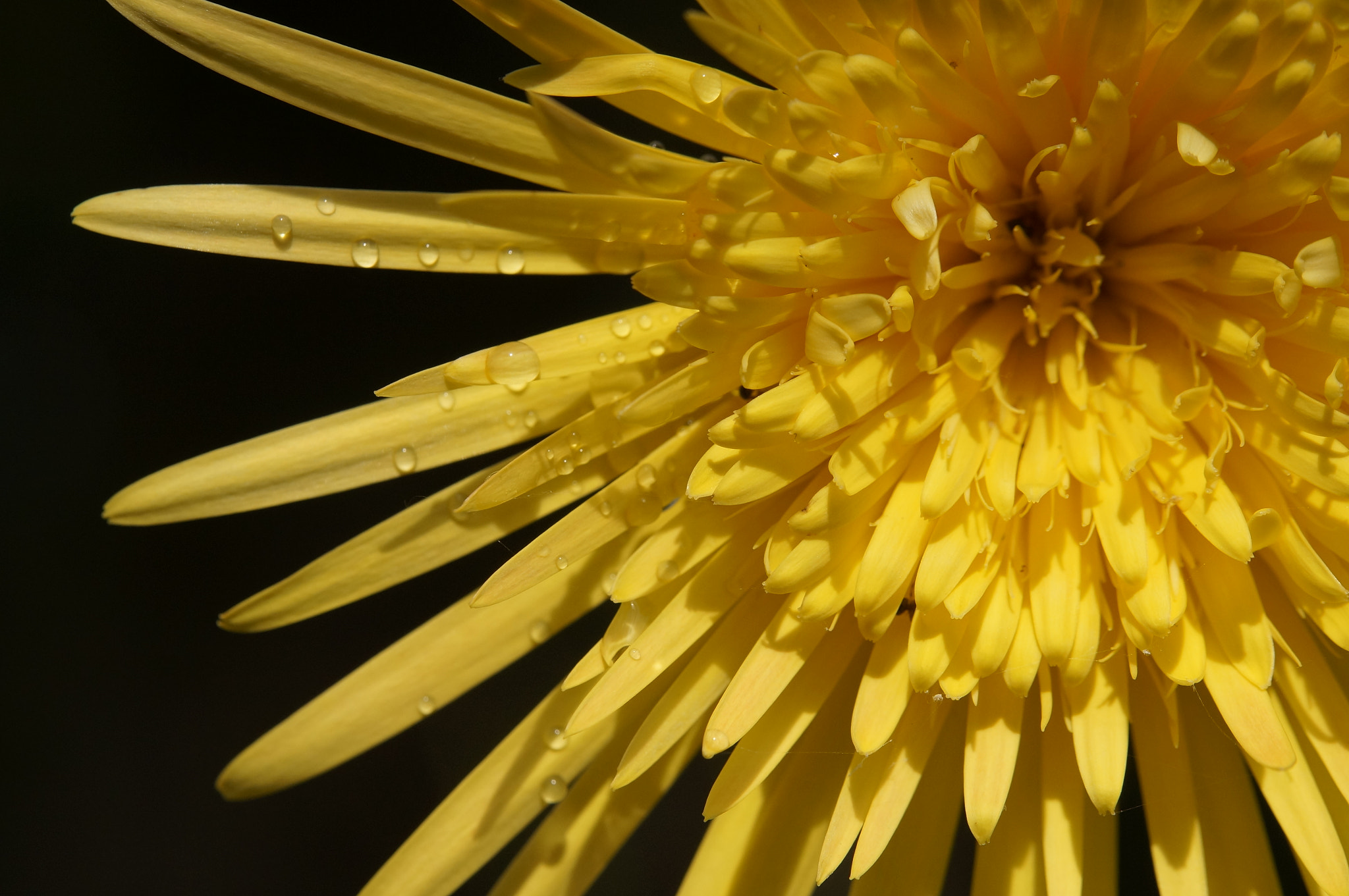 Sony SLT-A57 sample photo. African daisy photography