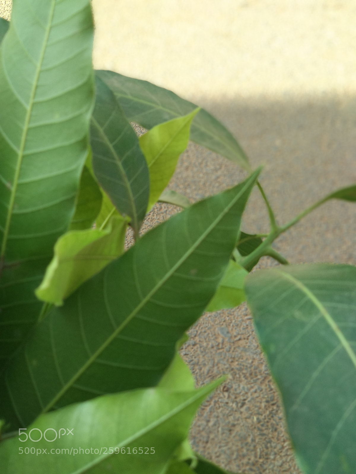 Xiaomi Mi A1 sample photo. Untitled photography