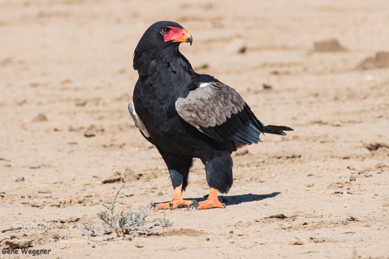 Nikon D7500 sample photo. Bateleur eagle photography