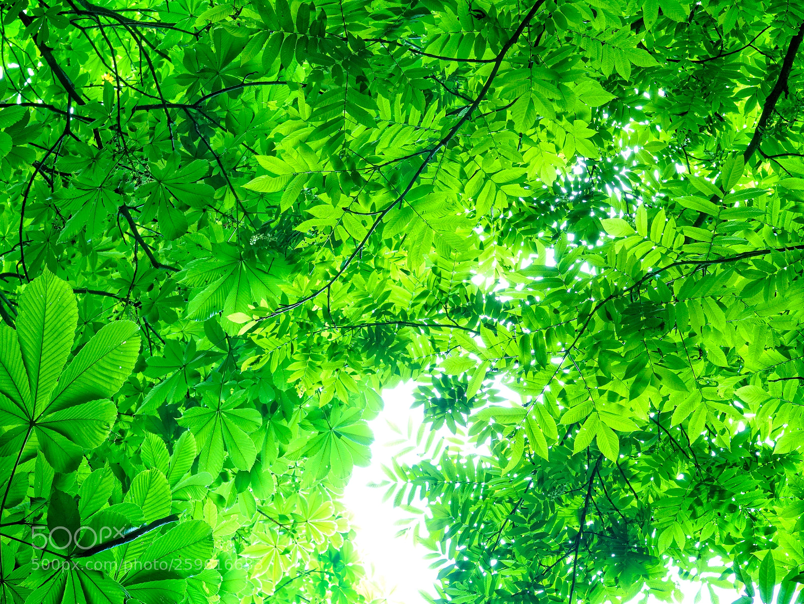 Panasonic Lumix DMC-G7 sample photo. Green ceiling photography