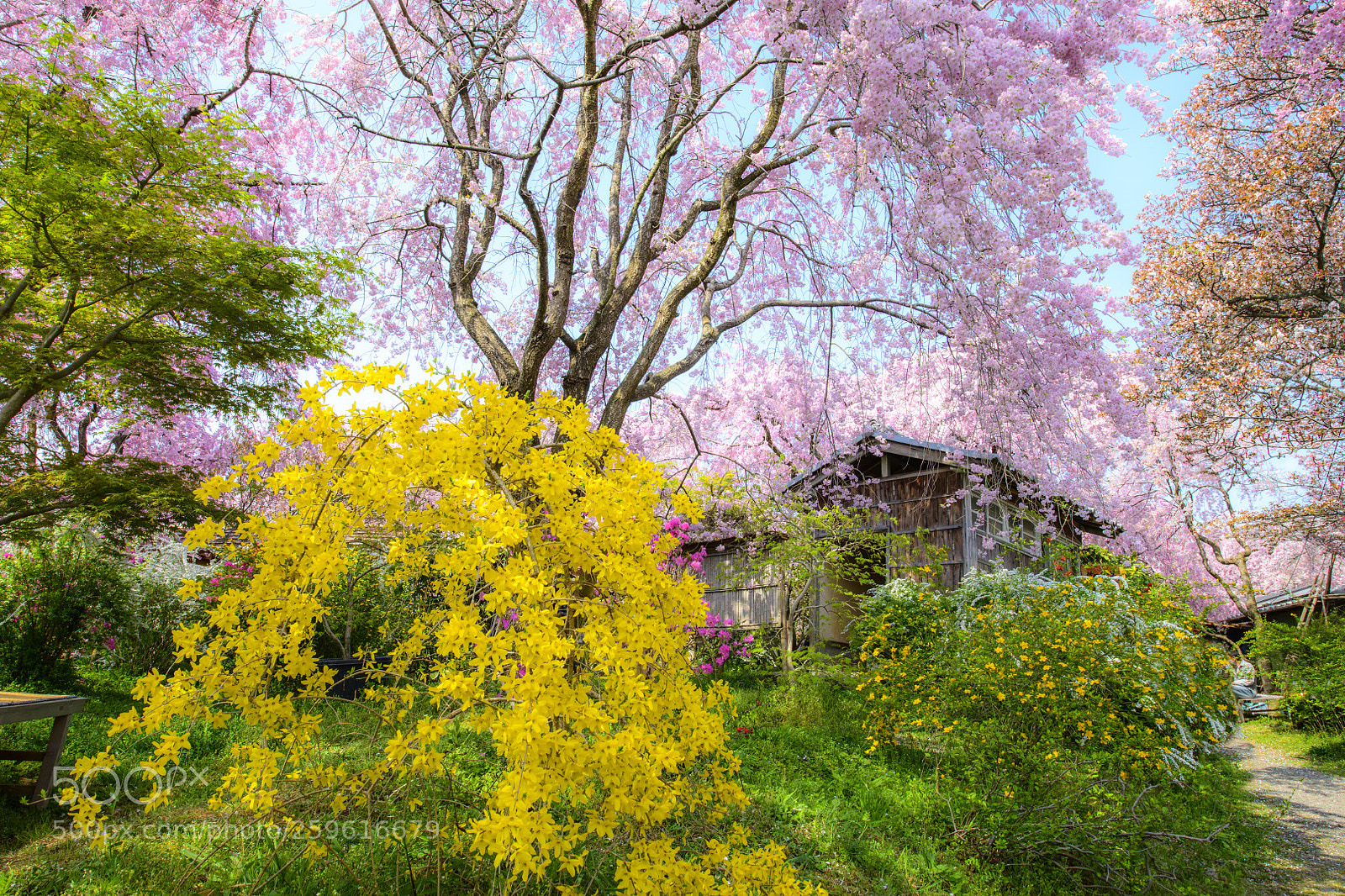 Nikon D850 sample photo. Sakura garden photography