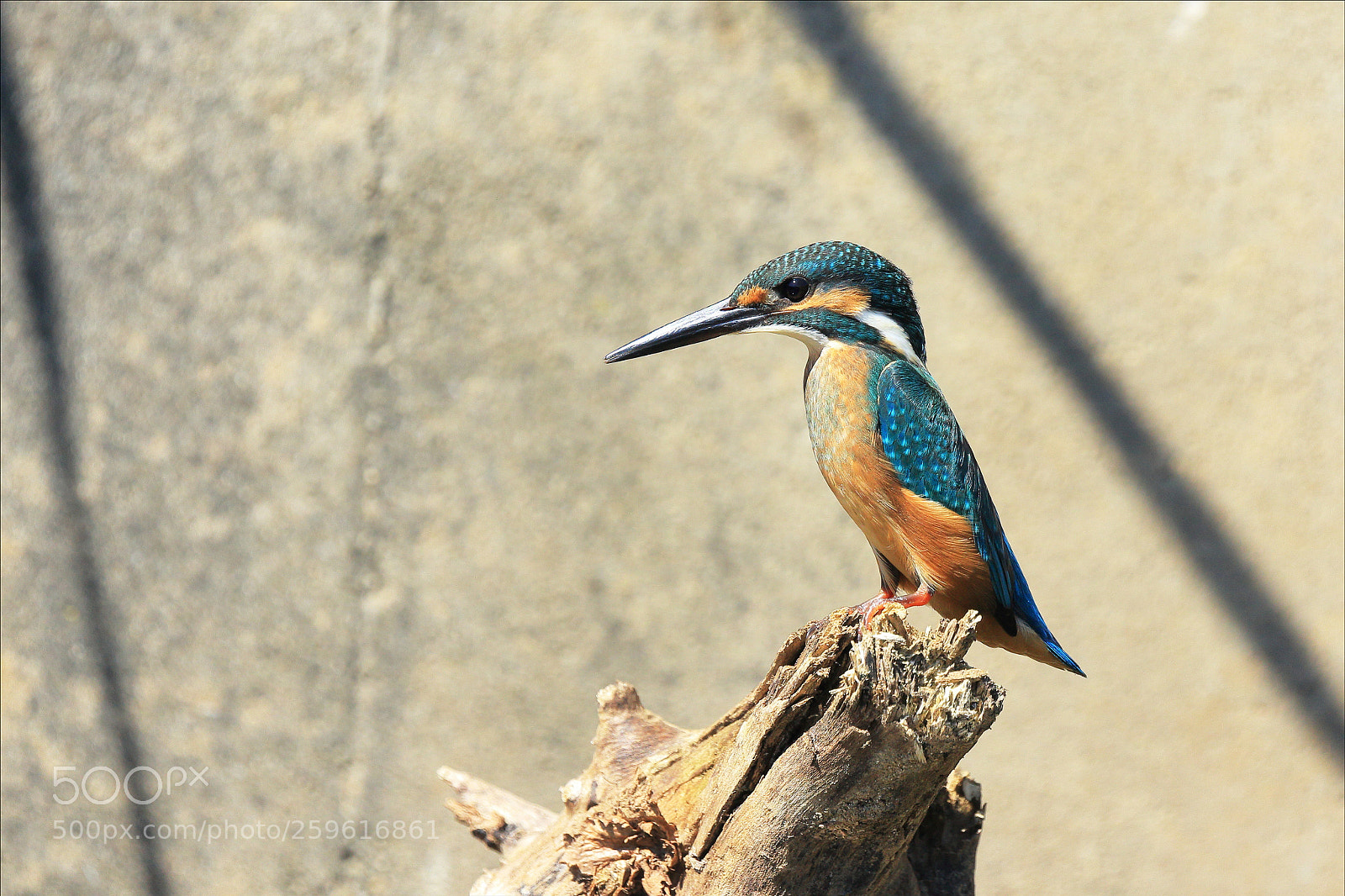 Canon EOS 7D Mark II sample photo. Beautiful korea - animal_0008 photography