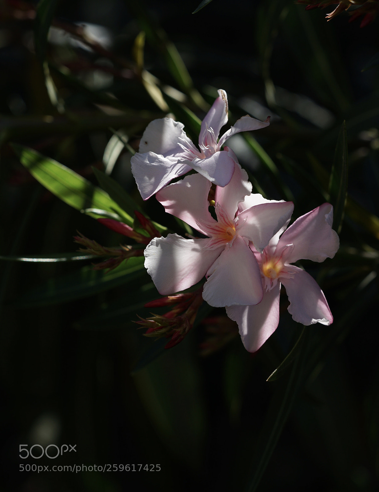 Sony a7 II sample photo. Light in the shadow photography