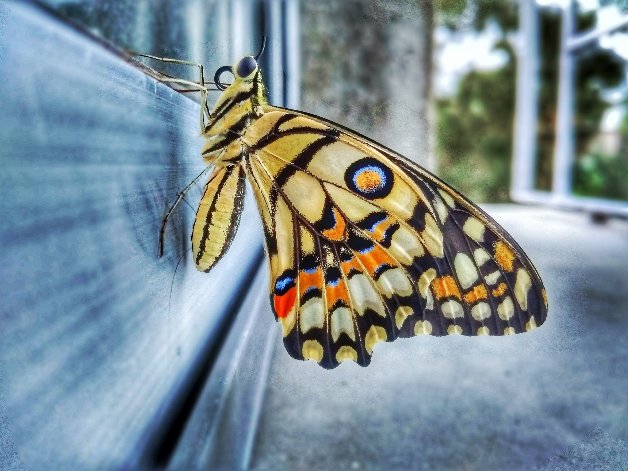 Xiaomi Redmi 4A sample photo