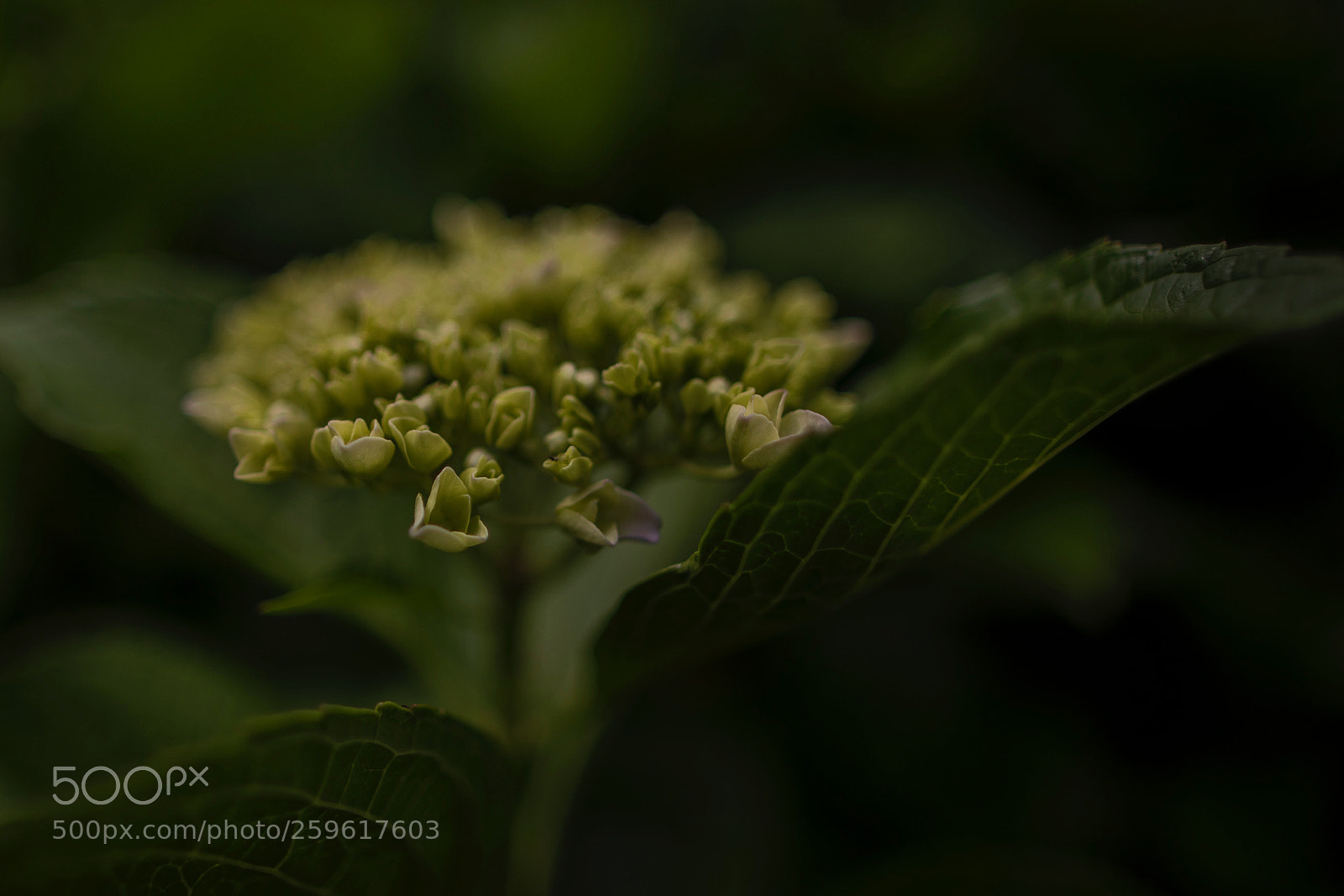 Canon EOS 5D Mark IV sample photo. Hydrangea photography