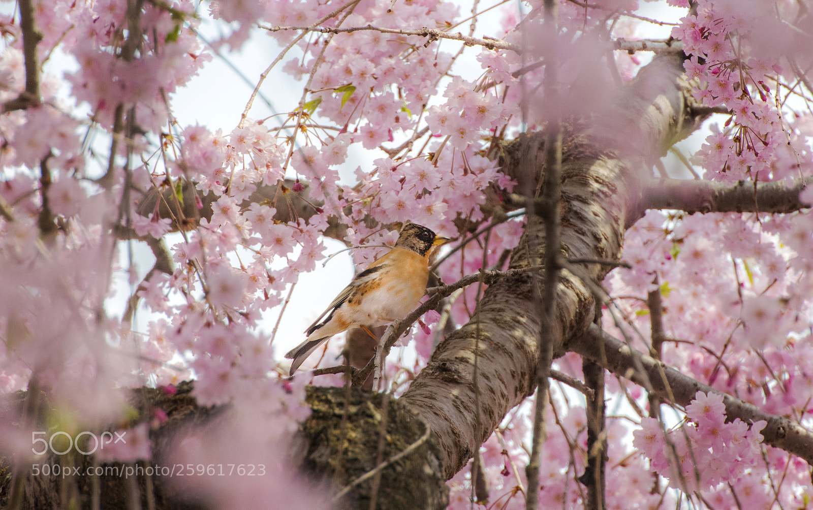Nikon D850 sample photo. Sakura and sparrow photography